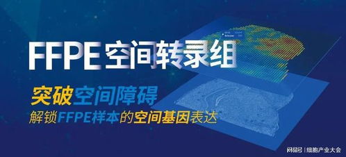 精准解锁空间生物学 伯豪生物FFPE空间转录组解决方案亮相细胞产业大会